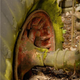 Illustration for article titled Another Massive Secret Vintage Junkyard Comes Under Fire